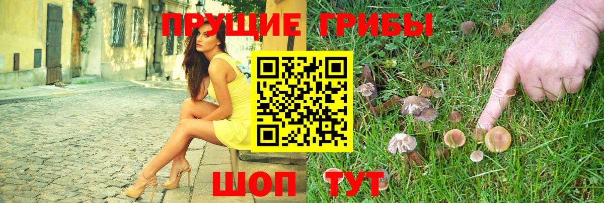 Псилоцибиновые грибы Psilocybine cubensis Вязники